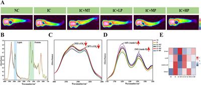 Therapeutic potential of mackerel-derived peptides and the synthetic tetrapeptide TVGF for sleep disorders in a light-induced anxiety zebrafish model